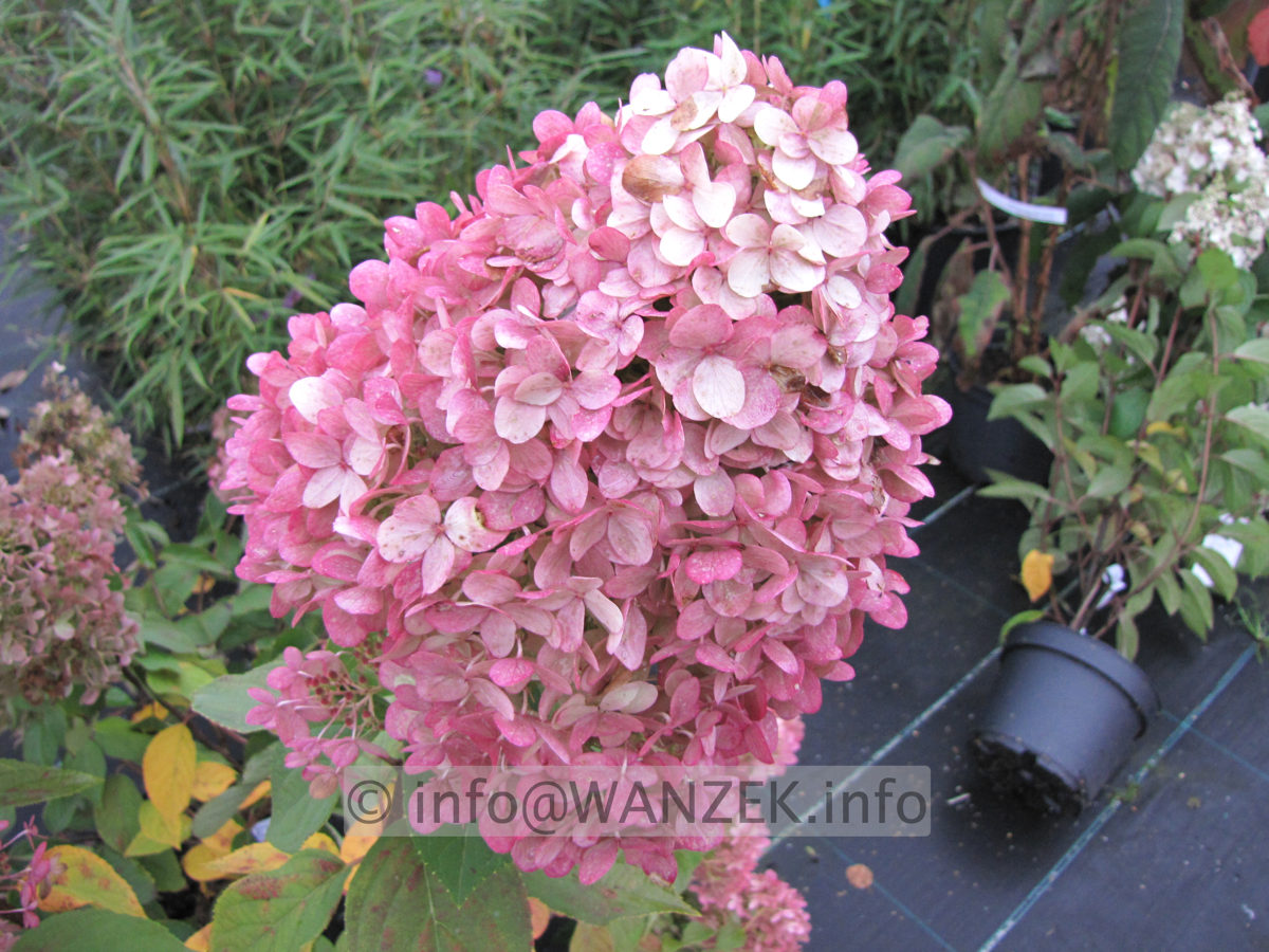 Hydrangea paniculata Grandiflora verblueht.JPG